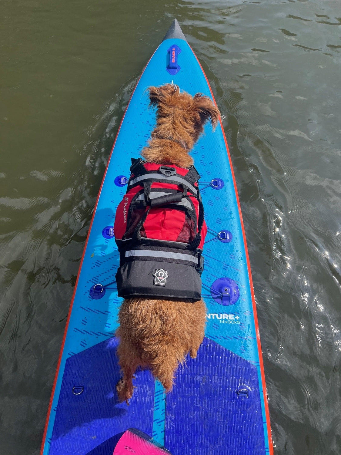 Crewsaver Petfloat Hundeschwimmhilfe – Rettungsweste für Hunde