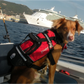Crewsaver Crewsaver Hundeweste Größe L 2370-L